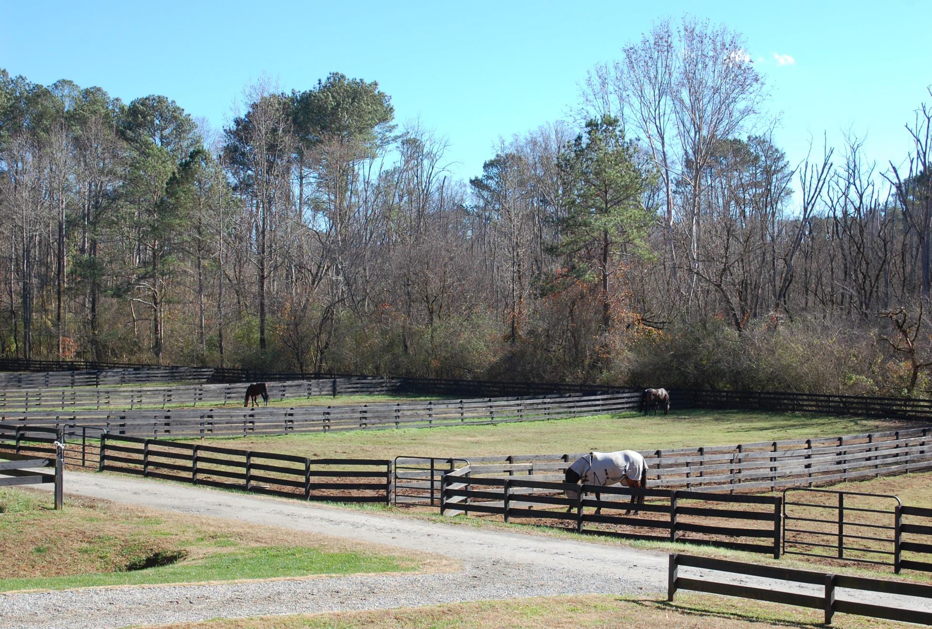 best horses fenced in fields