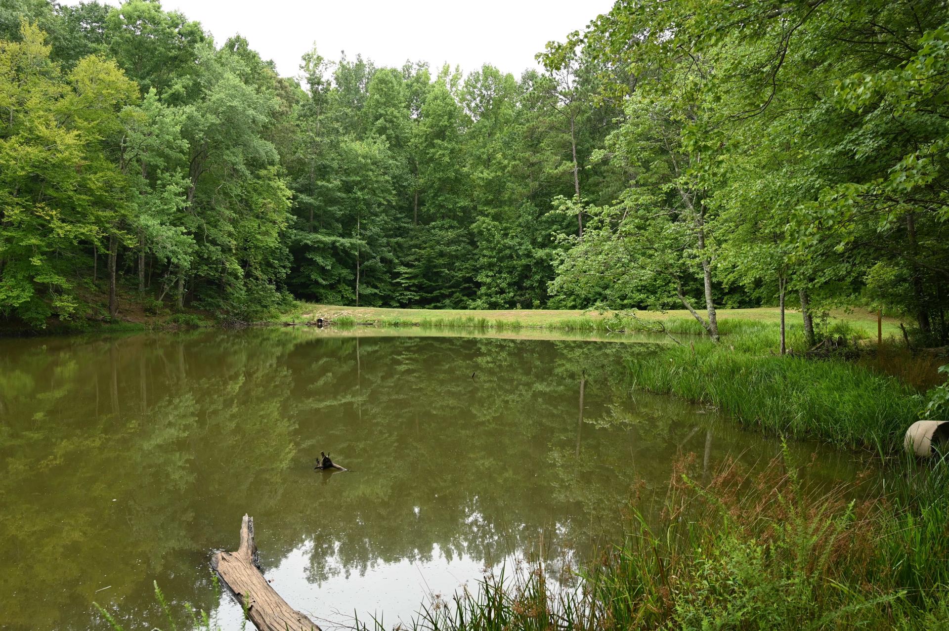 mostly pond with dam area green