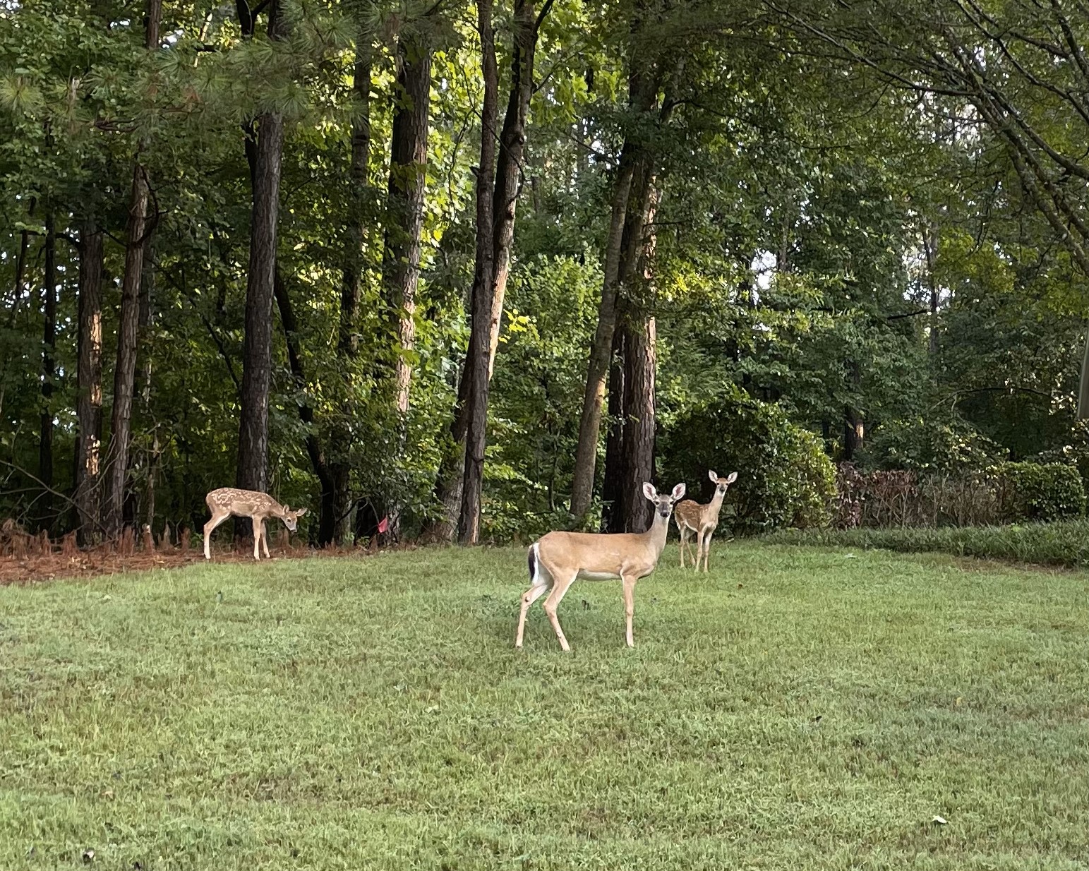 Fawns Deer Mom