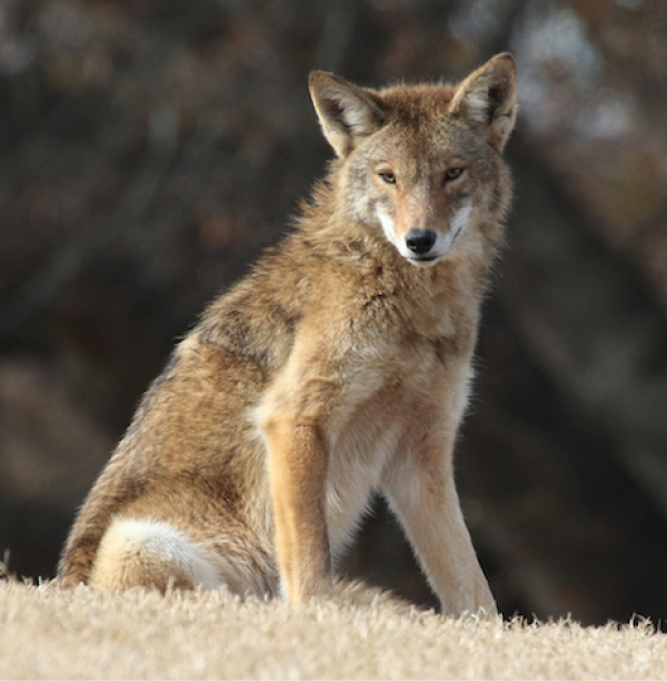 facing forward Atlanta Coyote Project