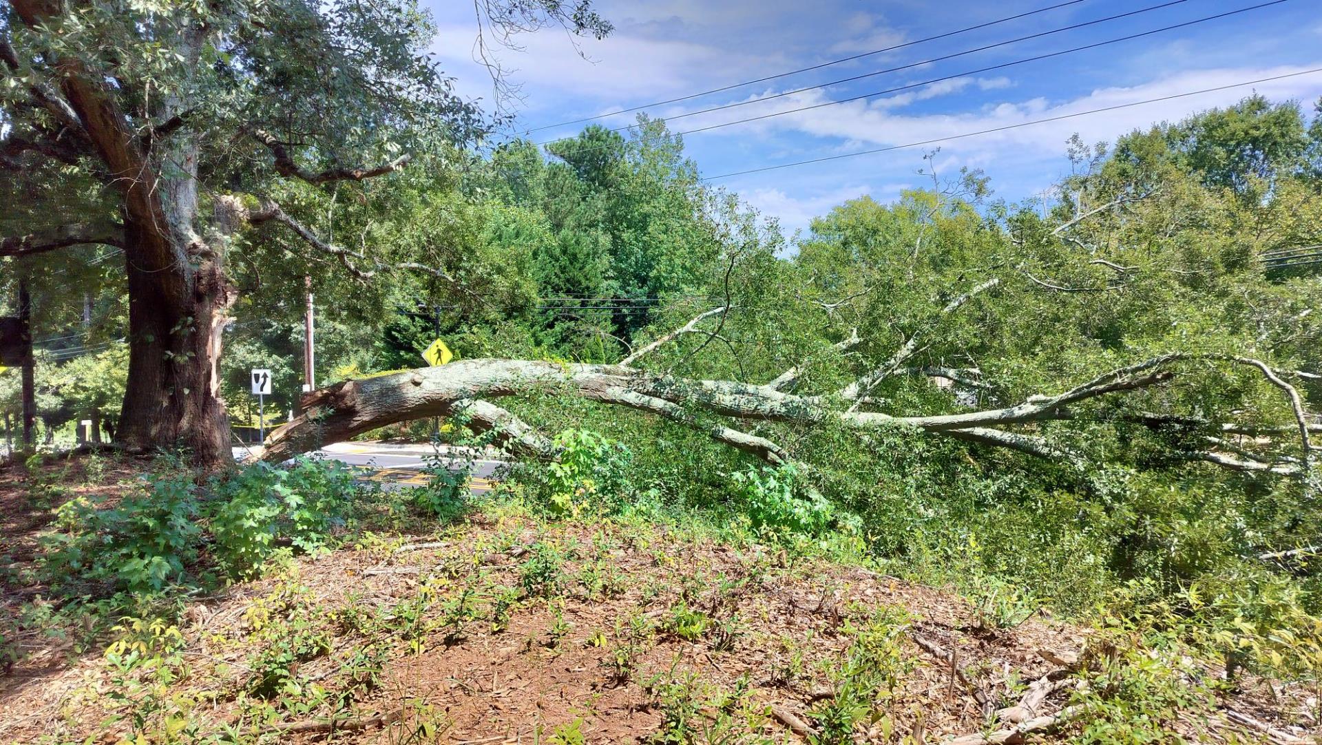 Mayfield Tree split