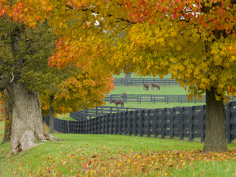 Horse Farm