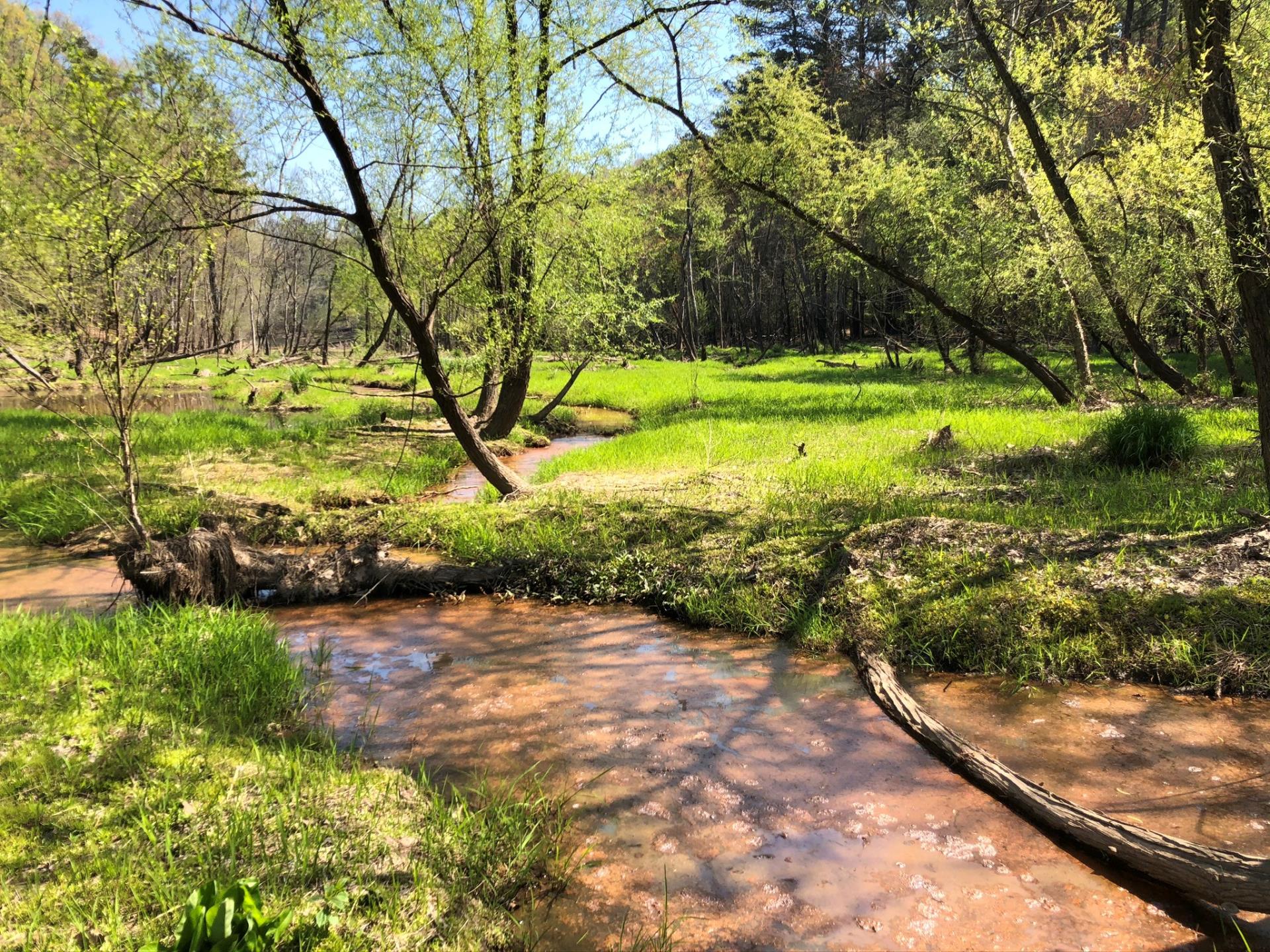 Creeks.Trees.grass.Eads.greenspace