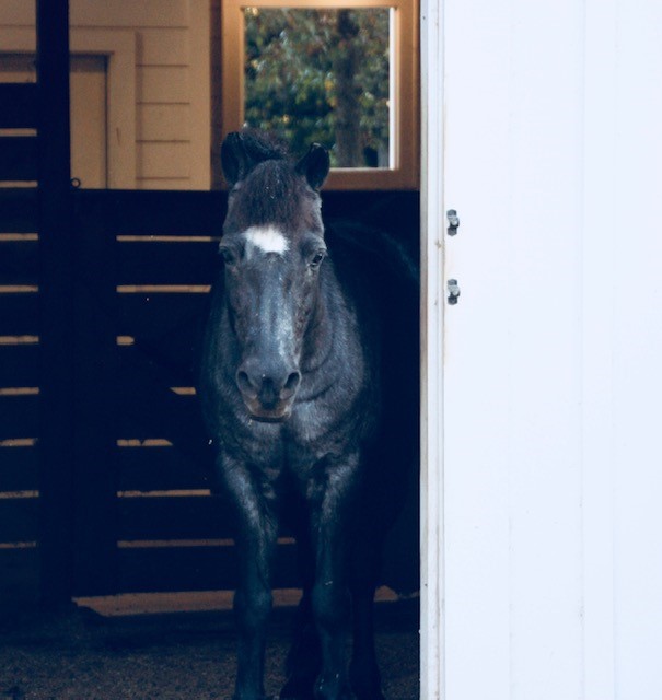 black.white.horse.in.barn