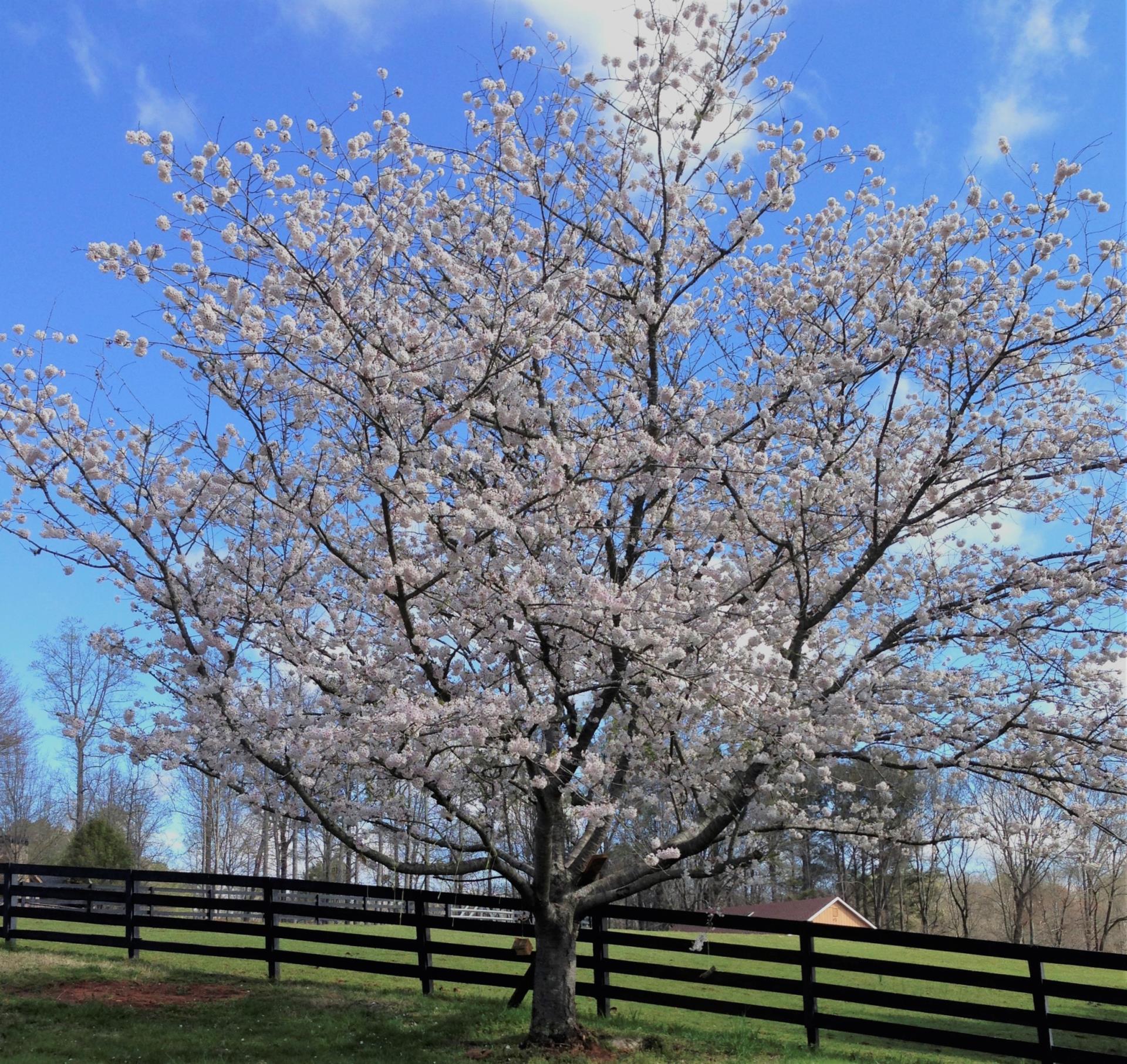 Cherry tree