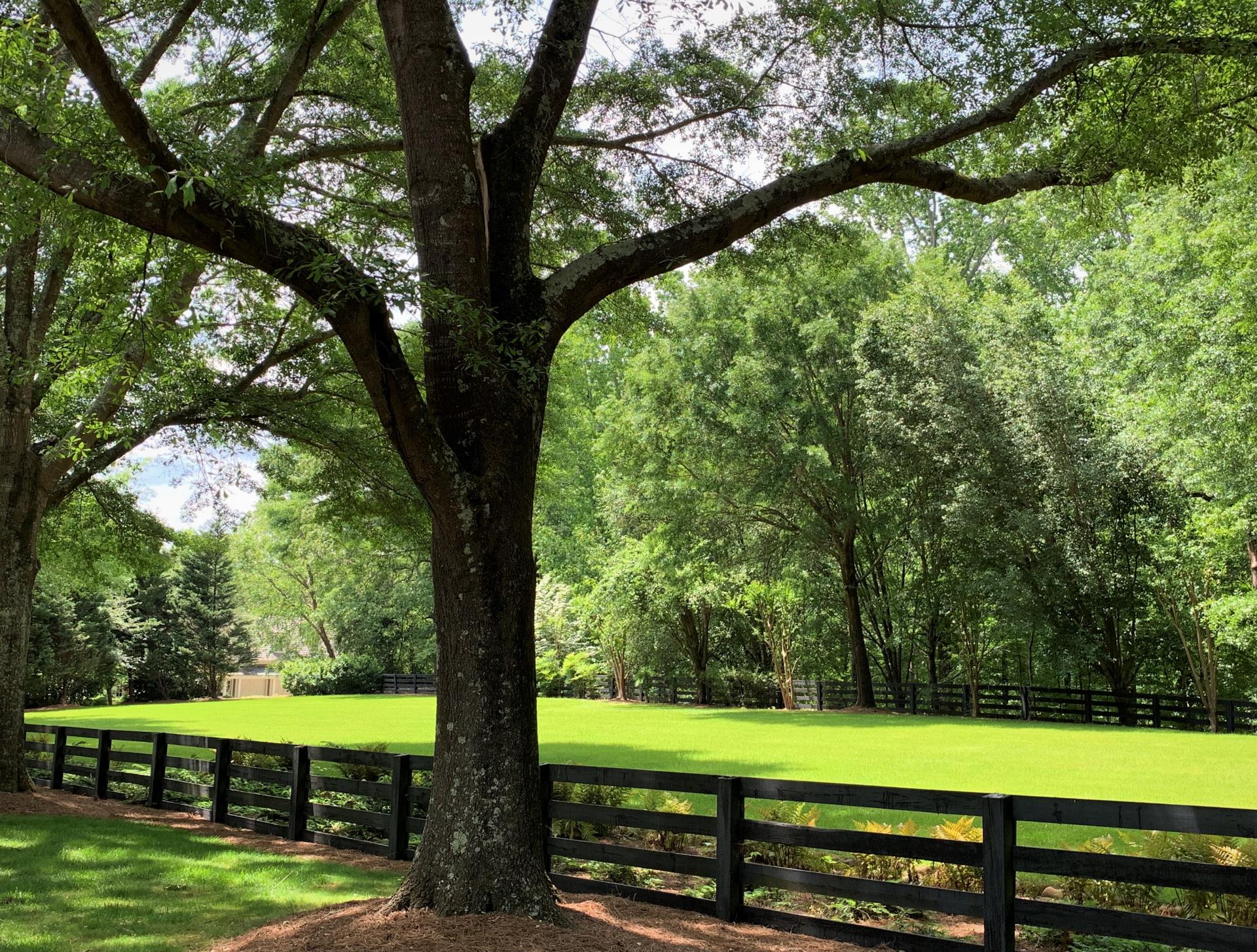 tree with fence