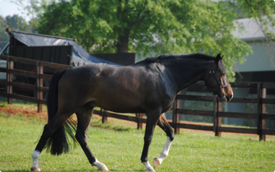 Black horse with white forelegs in pasture