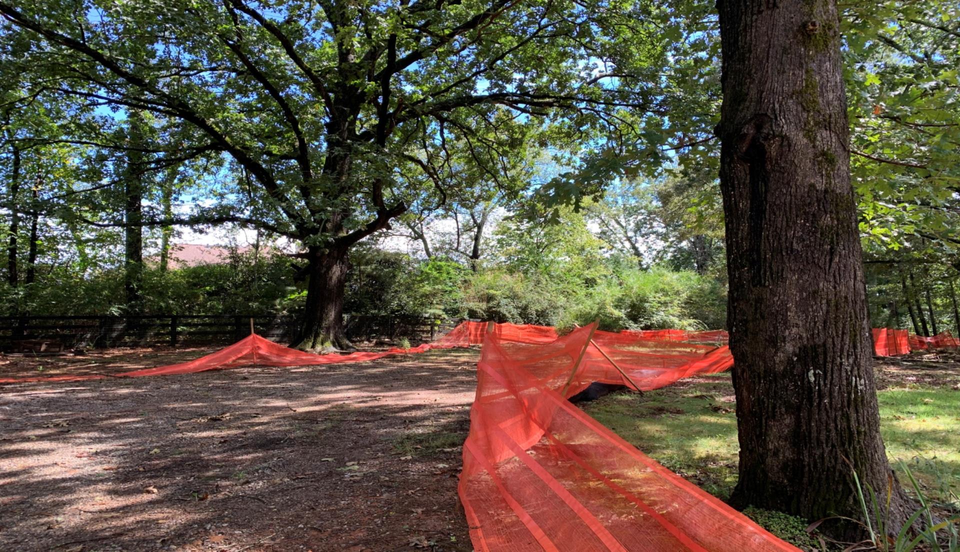 Cordoned.off.trees