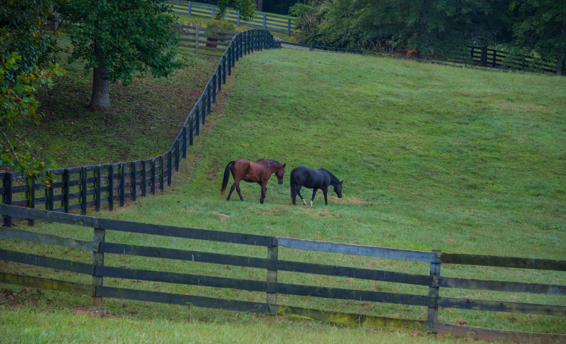 Bethany Hall Farm Horses Pasture