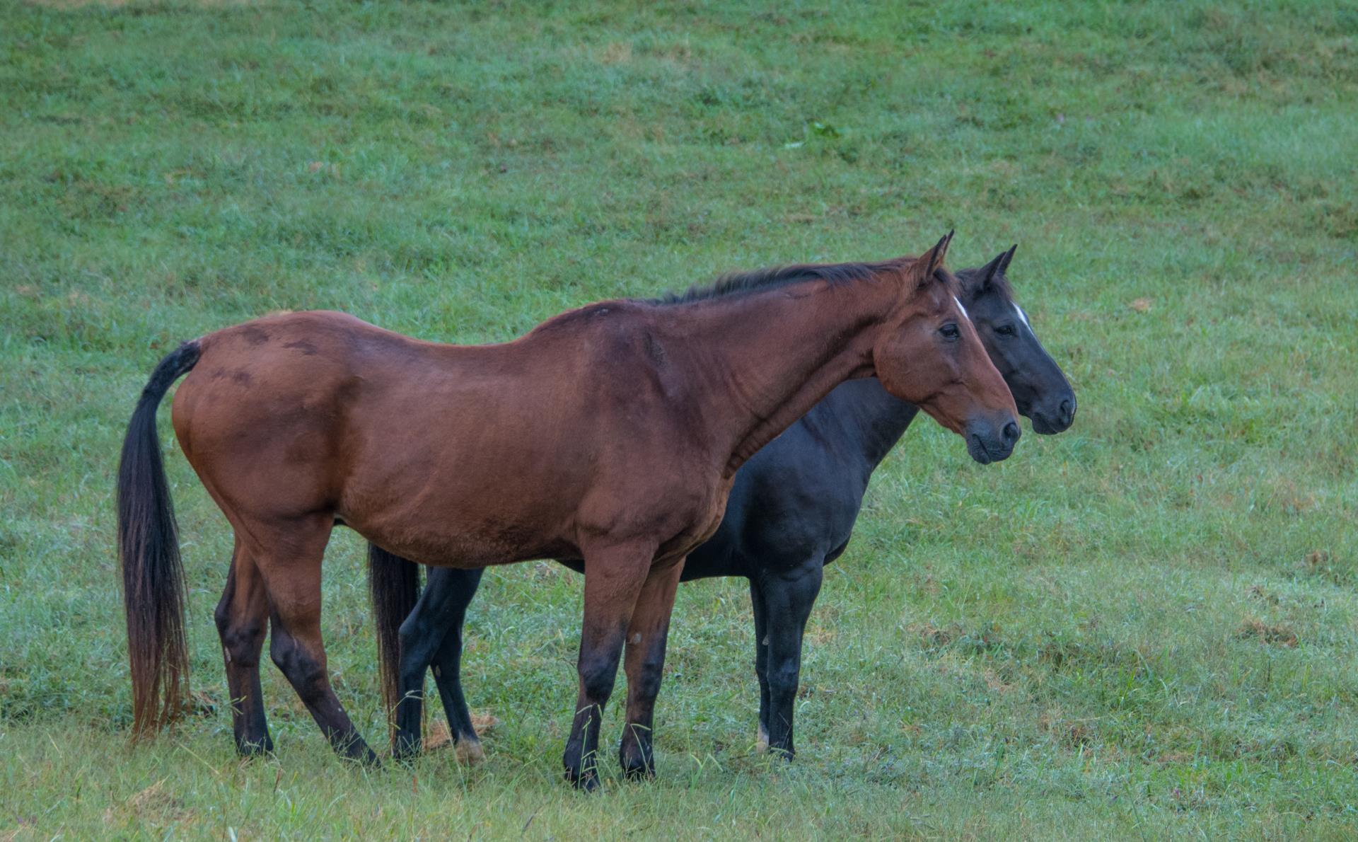 Bethany Hall Farm Horses hugging