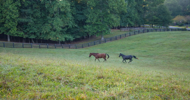 running.horses.May.2021