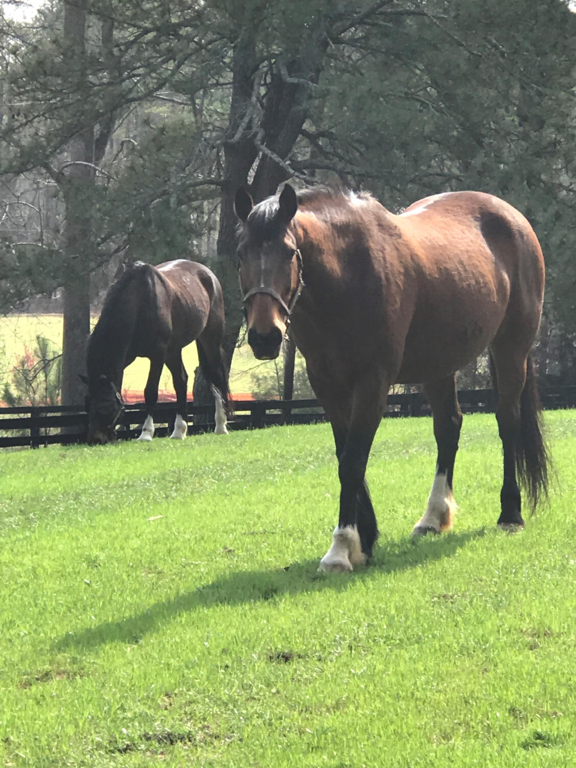 horse.posing.for.camera.close