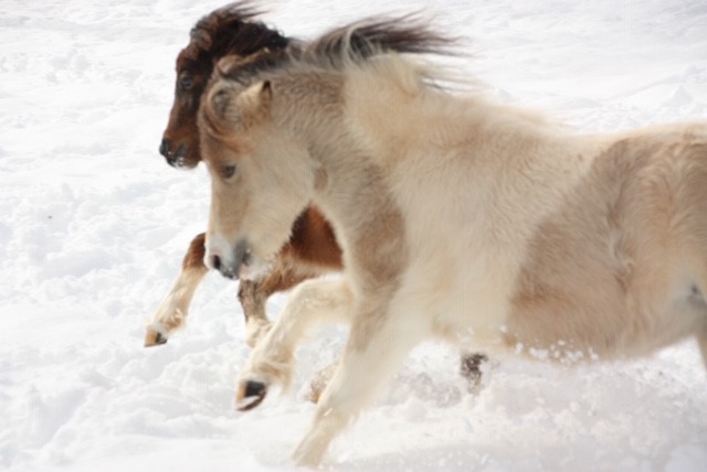 miniature.horses.in.snow