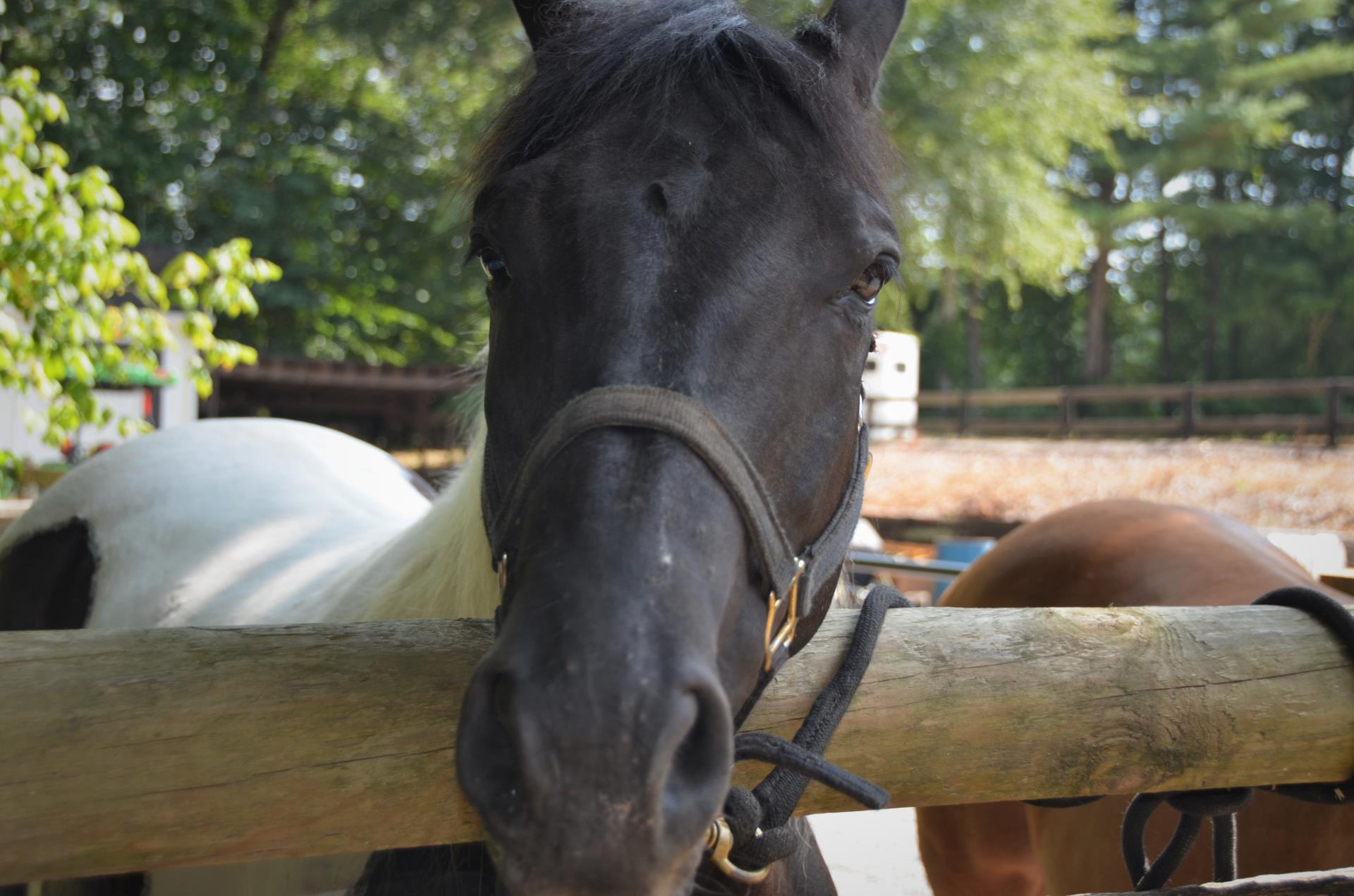 Horse facing camera