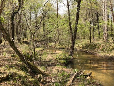 Cooper.Sandy.preserve creek