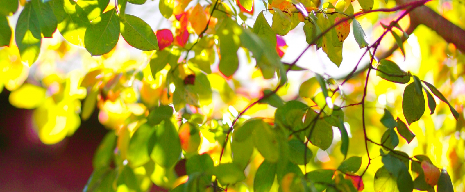 Close-up of a tree branch