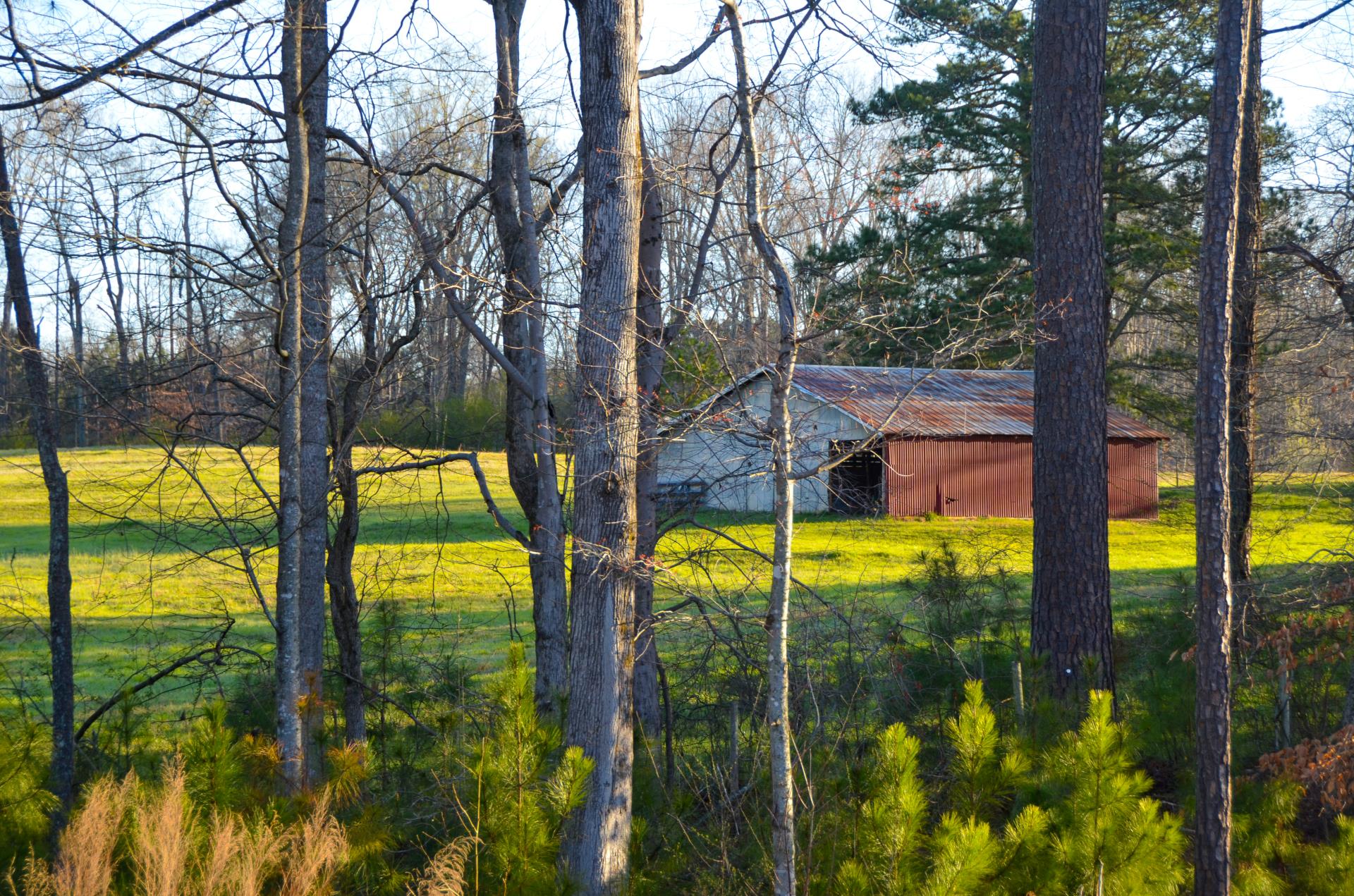 Old barn sitting in green field behind bare trees