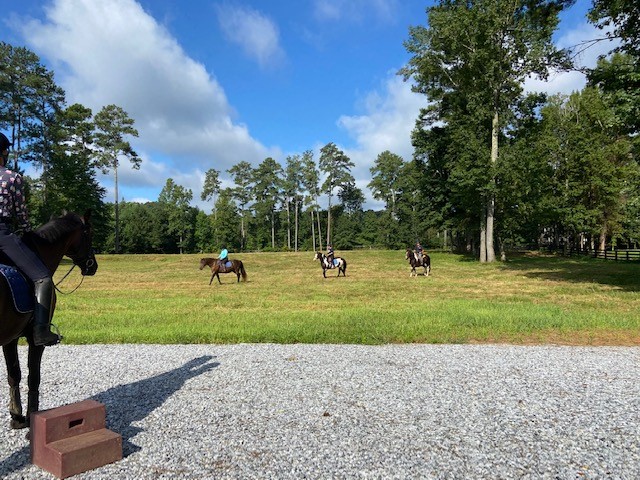 horses in the pasture