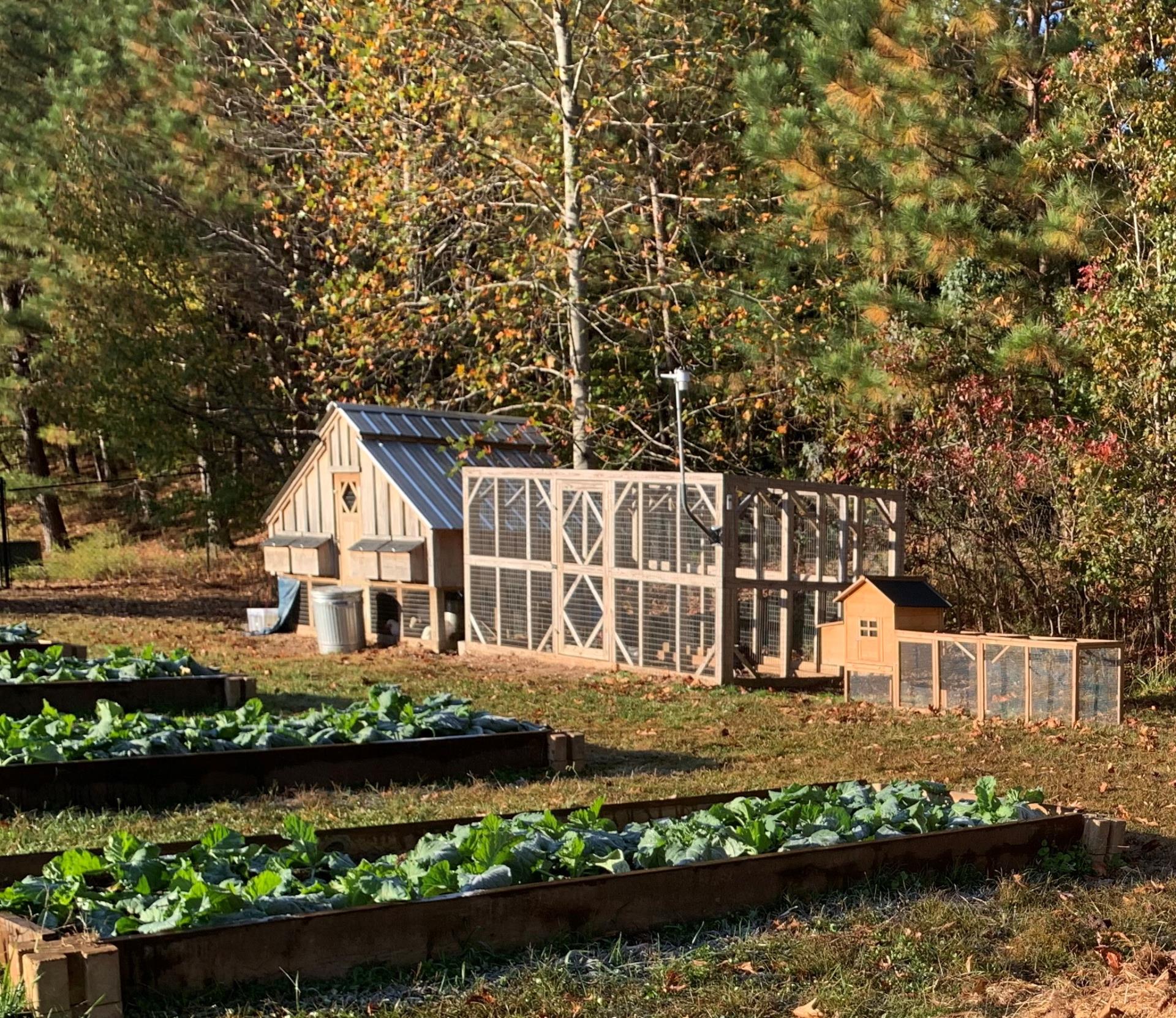 Cogburn Woods.garden.beds.chicken.coop.cropped