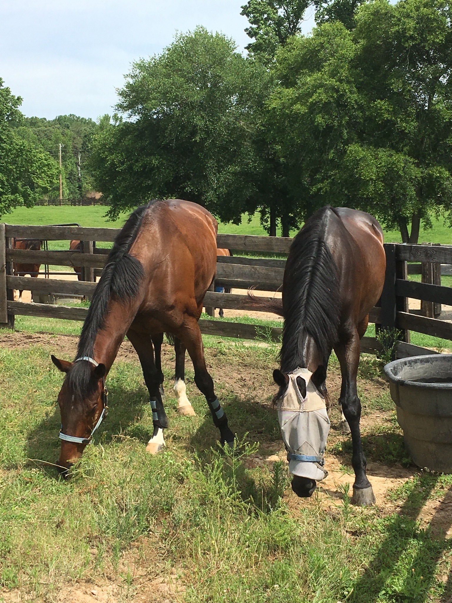 blindholds fly masks horses