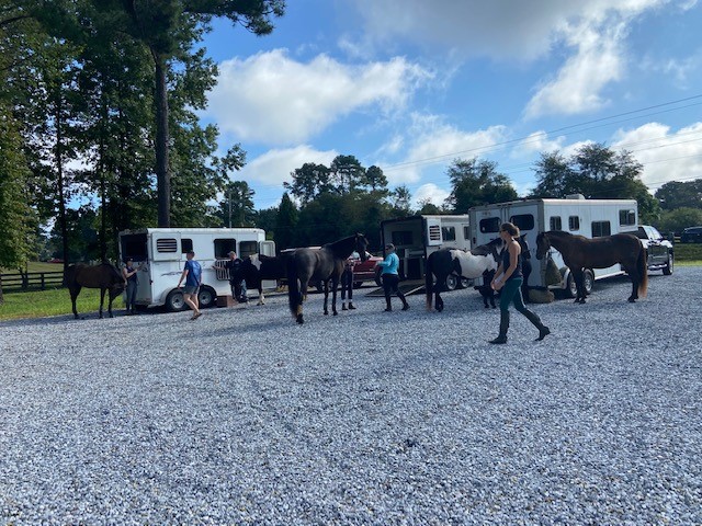 trailers and horses