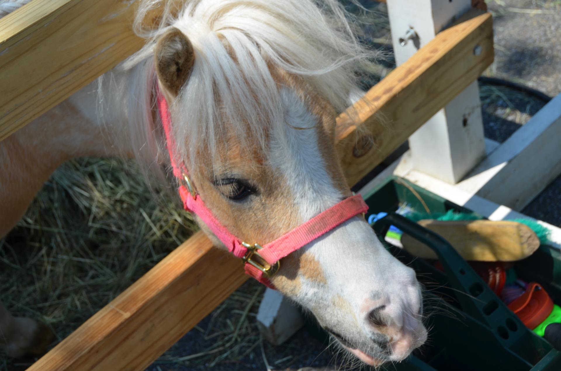 Meet the Neighbors minihorse