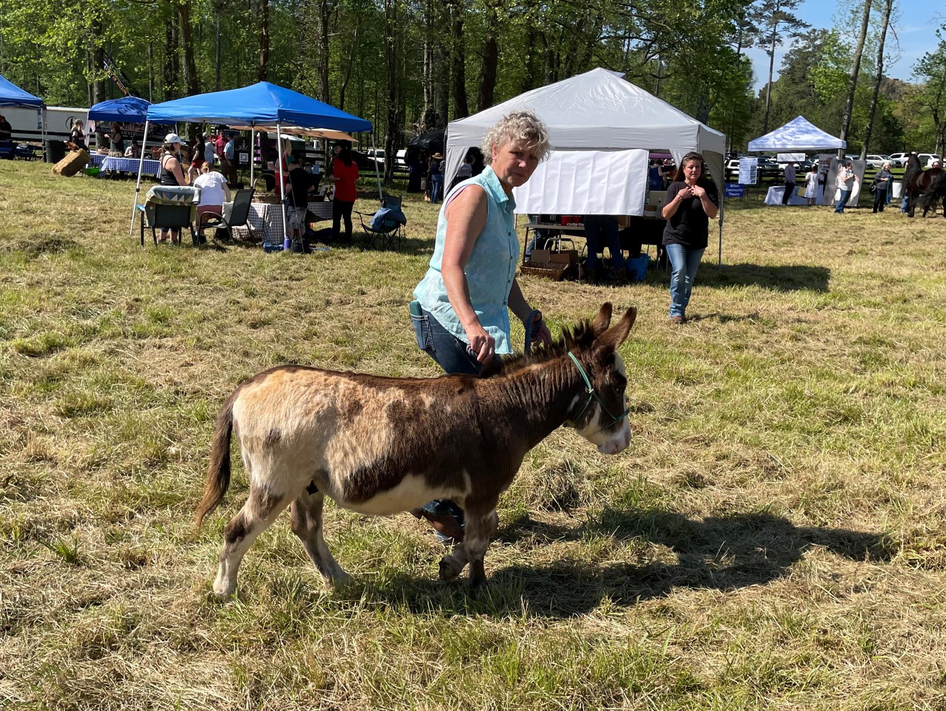 walking mini horse