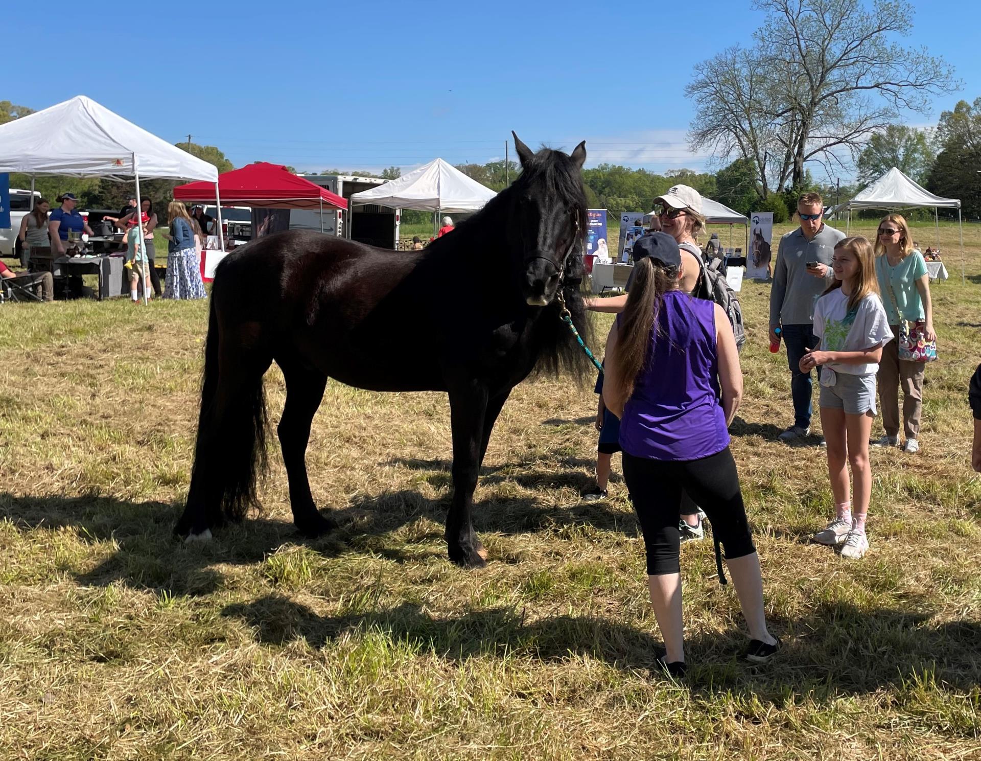 Black Horse