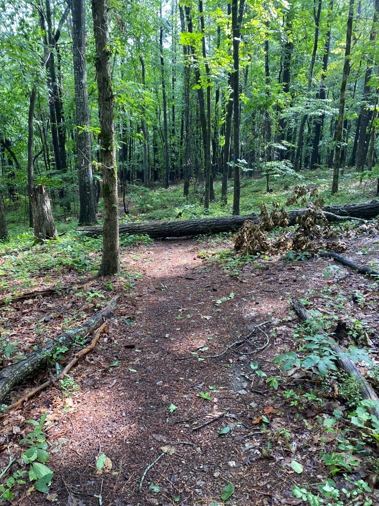 tree down on trail