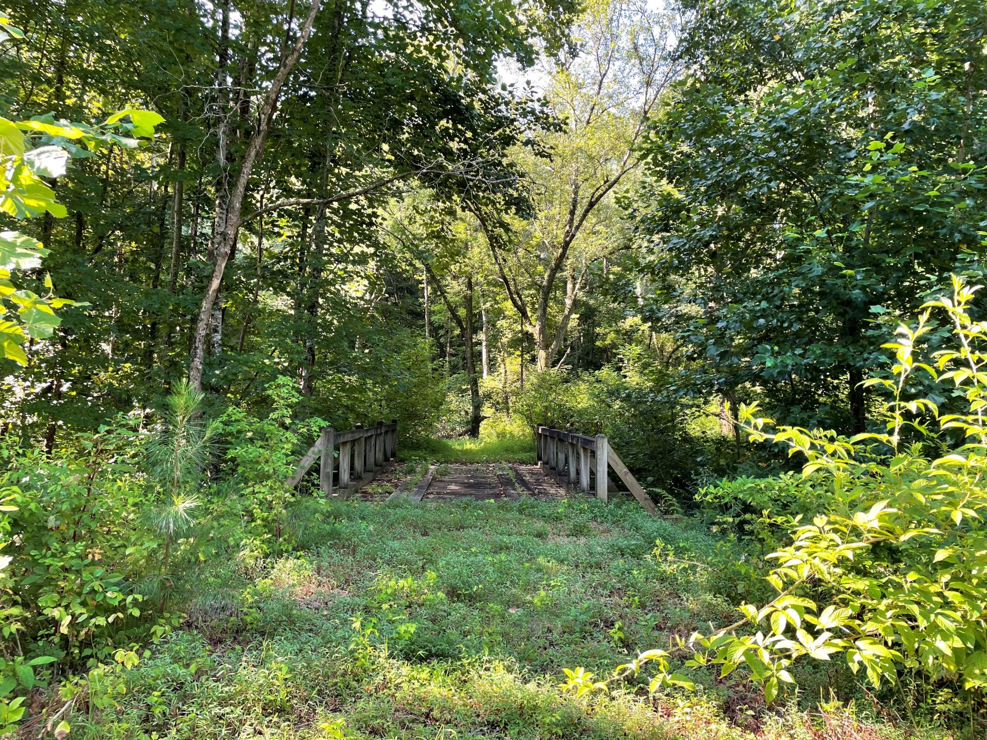 Hamby Greenspace bridge overgrown