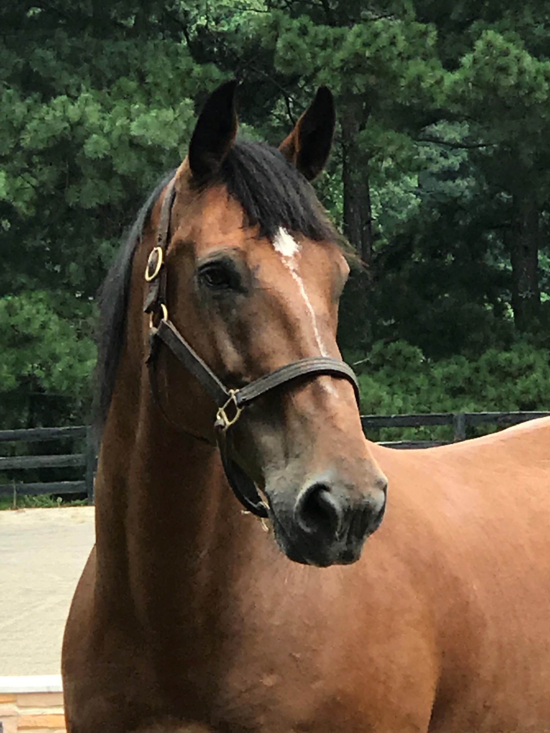 closeup.horse.looking.at.camera.dutchman