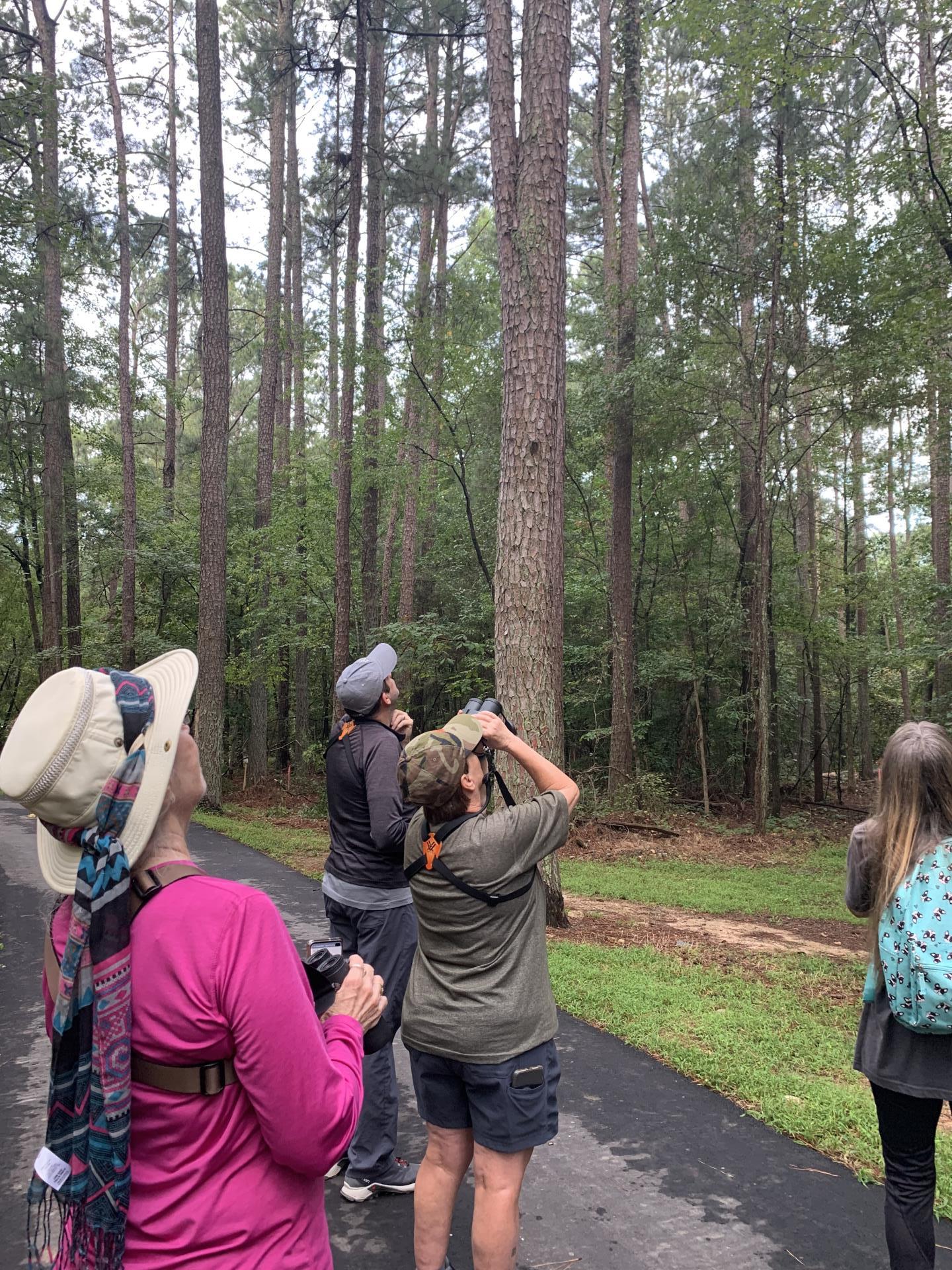 Bird Watching Providence Park