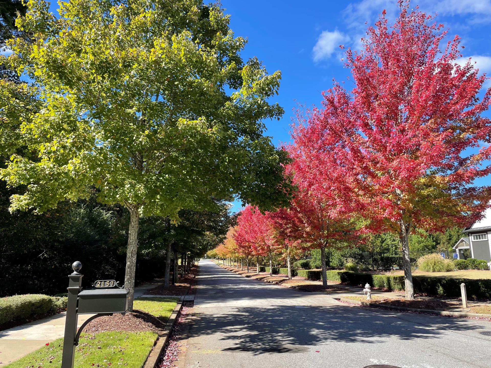 Crabapple neighborhood street